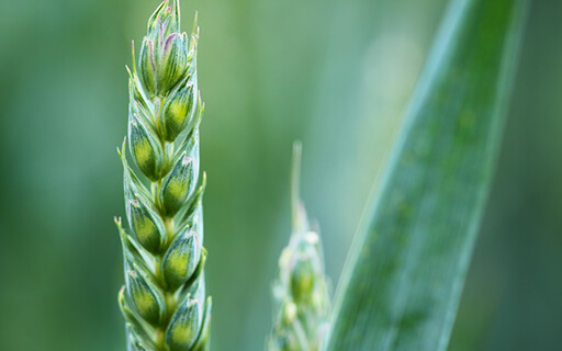 agriculture-crop