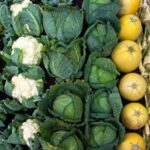 produce supplier