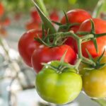 growing practices