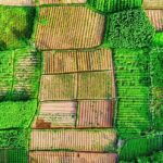 sustainable agriculture