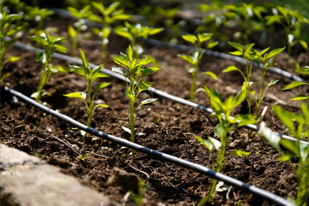 Drip irrigation system delivering water directly to crop roots in a sustainable farming environment