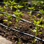 Drip irrigation system delivering water directly to crop roots in a sustainable farming environment